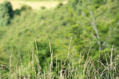 İngiltere 'nin en güzel İngiliz kır manzarası Sharpenhoe Alkışçılar Vadisi Luton, İngiltere' de. Görüntü 24 Haziran 2023 'te çekildi.