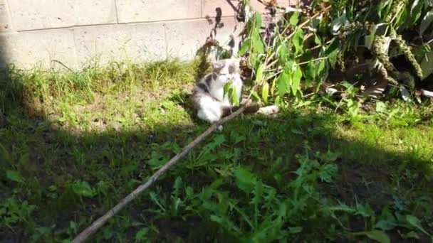 家花园树枝上的猫 — 图库视频影像