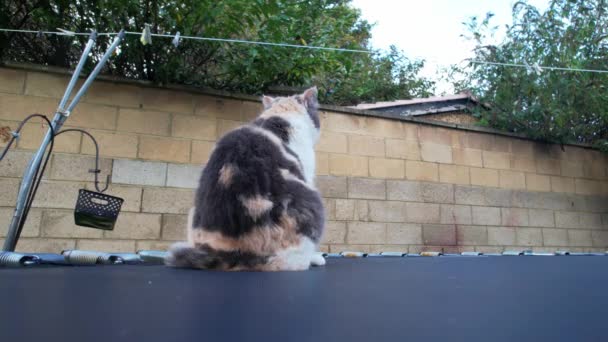 かわいい国内猫は 英国ルートンのホームガーデンに位置しています — ストック動画
