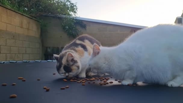 Cute Domestic Cats Está Posando Jardín Casero Luton Inglaterra — Vídeo de stock