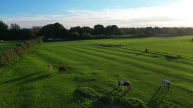 Günbatımında İngiltere 'nin Southampton şehrinin parkında güzel bir at. Görüntü 26 Ekim 2023 'te Drone' un Kamerası ile kaydedildi.
