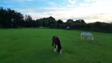 Günbatımında İngiltere 'nin Southampton şehrinin parkında güzel bir at. Görüntü 26 Ekim 2023 'te Drone' un Kamerası ile kaydedildi.