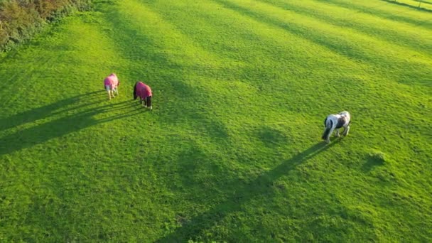 日落时分 英格兰南安普敦公园的美丽的马 镜头拍摄于2023年10月26日 用Drone Camera拍摄 — 图库视频影像