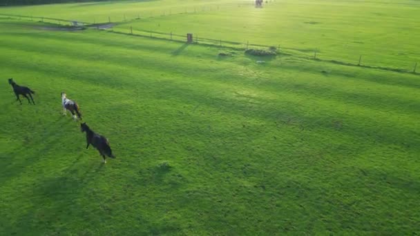 Krásný Kůň Parku Southampton City England Během Západu Slunce Záběry — Stock video