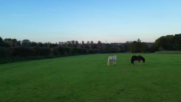 Bellissimo Cavallo Nel Parco Southampton City England Durante Tramonto Filmato — Video Stock