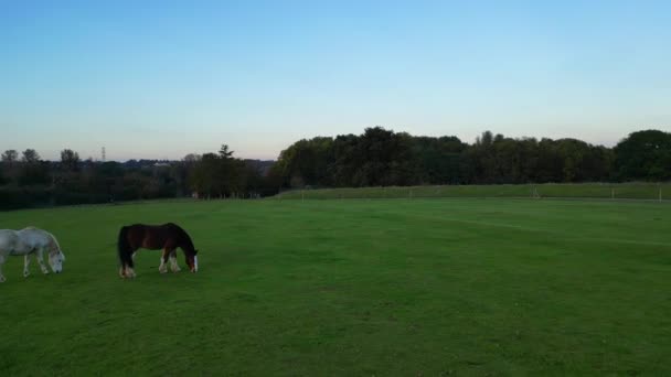 日落时分 英格兰南安普敦公园的美丽的马 镜头拍摄于2023年10月26日 用Drone Camera拍摄 — 图库视频影像