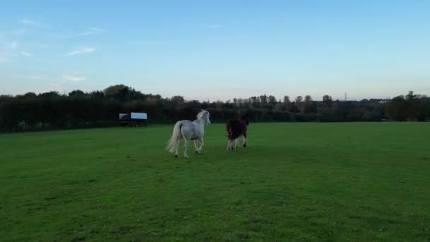 Smuk Hest Park Northampton City England Sunset Optagelser Blev Optaget – Stock-video