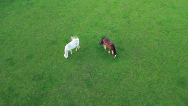 Krásný Kůň Parku Northampton City England Během Západu Slunce Záběry — Stock video
