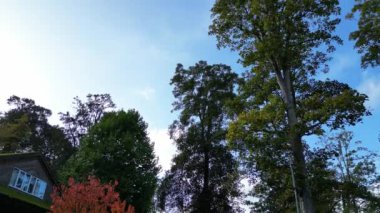 Birleşik Krallık 'ın merkez otostop kasabasındaki Kamu Otoparkındaki Ağaçlar ve Bitkiler Düşük Açı Görüntüsü. 28 Ekim 2023