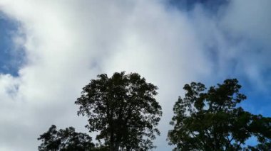 Birleşik Krallık 'ın merkez otostop kasabasındaki Kamu Otoparkındaki Ağaçlar ve Bitkiler Düşük Açı Görüntüsü. 28 Ekim 2023