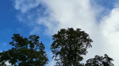 Birleşik Krallık 'ın merkez otostop kasabasındaki Kamu Otoparkındaki Ağaçlar ve Bitkiler Düşük Açı Görüntüsü. 28 Ekim 2023