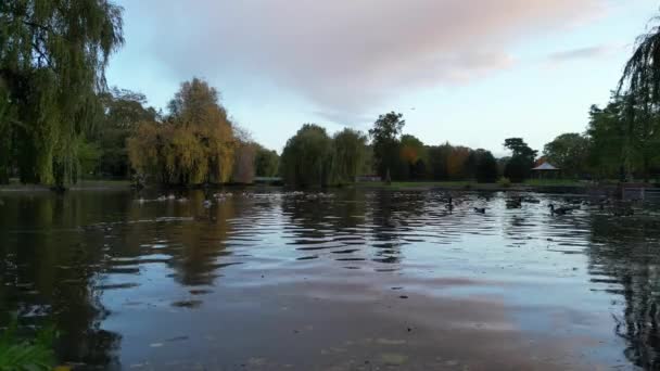 Filmagem Alto Ângulo Água Lago Pássaros Wardown Public Park Luton — Vídeo de Stock