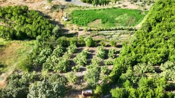 Vista Aérea Tierra Agrícola Con Árboles Las Colinas Del Kurdistán — Vídeos de Stock