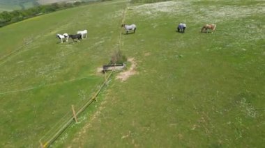 İngiltere 'nin Brighton City yakınlarındaki Rottingdean kasabasında İngiliz At Çiftliklerinin Hava Görüntüleri. 10 Mayıs 2024