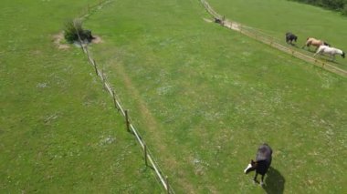 İngiltere 'nin Brighton City yakınlarındaki Rottingdean kasabasında İngiliz At Çiftliklerinin Hava Görüntüleri. 10 Mayıs 2024