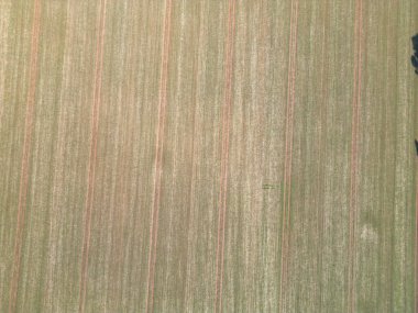 İngiltere 'nin Görkemli Kırsal Arazisi' ndeki İngiliz Tarım Çiftlikleri İngiltere 'nin Büyük Britanya' sı. Görüntü İHA 'nın Kamerasıyla Yakalandı