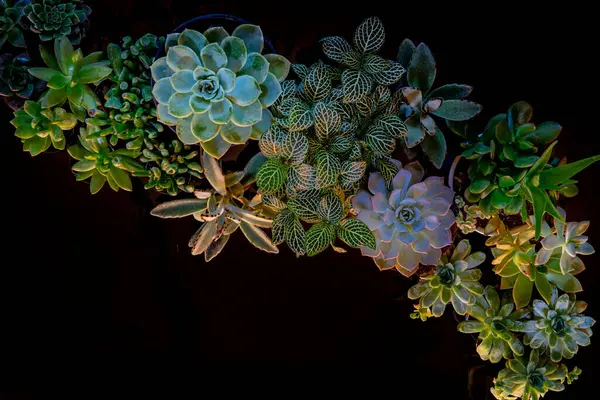 Stock image Suculants and mood lighting in this living sculpture of nature