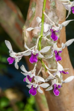 Bu çekici tropikal orkideden doğadan gelen havai fişekler gibi inanılmaz mor ve beyaz havai fişekler