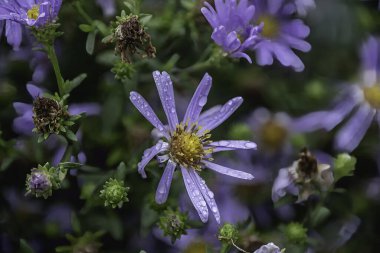 Tutkulu bir yağmur dansının ipliklerinden örülmüş gibi görünen bu mor çiçek Seattle 'ın gözyaşlarının ağırlığıyla parıldıyor, doğanın sulu kucaklamasının arasında şefkatli bir romantizmin vücut bulmuş hali..