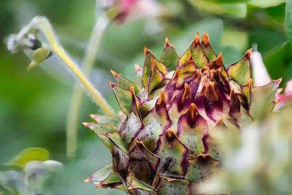 stock image Let the vibrant hues and intricate patterns of this breathtaking artichoke transport you to the lush landscapes of Seattle, where flavors harmon