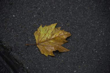 Autumn 's Secret' ın Fısıltısı Bu zarif düşmüş yaprak sadece sonbaharda fısıldanan büyüleyici bir sırrın özünü taşıyor. Rüzgarla nazikçe dans ederken, bizi yavaşlamaya davet ediyor.