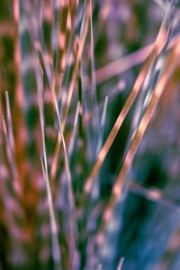 Vibrant hues of purple and green are showcased in this close-up of grass blades at dusk clipart