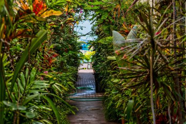 Bereketli, tropikal bir bahçe yolu, gözü mavi okyanusa yönlendirir, macera ve doğal güzelliği anımsatır.