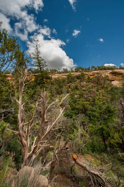 stock image Arid climate portrayal with striking dead tree against a backdrop of vibrant green shrubs and a dynamic cloud-filled sky