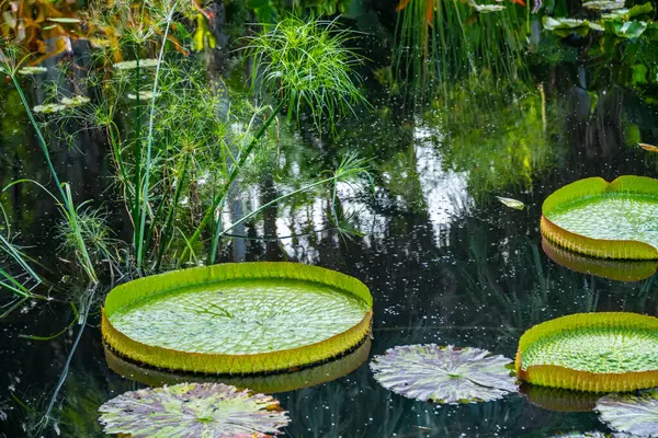 stock image Lush water plants and large lily pads floating on a serene pond, capturing the natural beauty and reflections of the surrounding greenery.