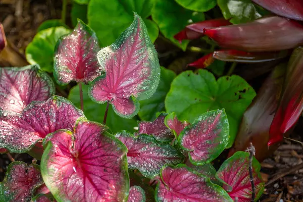 stock image A vibrant garden scene featuring pink and green plants covered in dewdrops, beautifully capturing the freshness of the morning and the intricate details of the leaves.