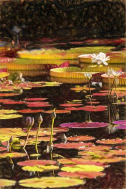 Bereketli su bitkileri ve sakin bir gölette yüzen büyük nilüferler, Napoli Florida yakınlarındaki bir gölette çevreleyen yeşilliğin doğal güzelliğini ve yansımalarını yakalıyorlar..