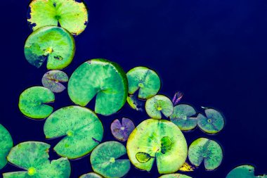 A collection of vibrant green lily pads float peacefully on a dark blue water surface, creating a striking contrast and a tranquil aquatic scene in nature. clipart