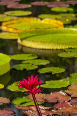 A vivid and colorful image of lily pads floating on water, with a single bright pink bloom prominently in focus against a background of varied green and yellow pads. clipart