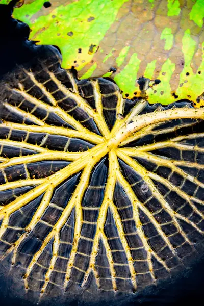 stock image A close-up top view of a water lily leaf featuring striking yellow veins against a green and brown background, presenting an intricate and dramatic natural pattern.