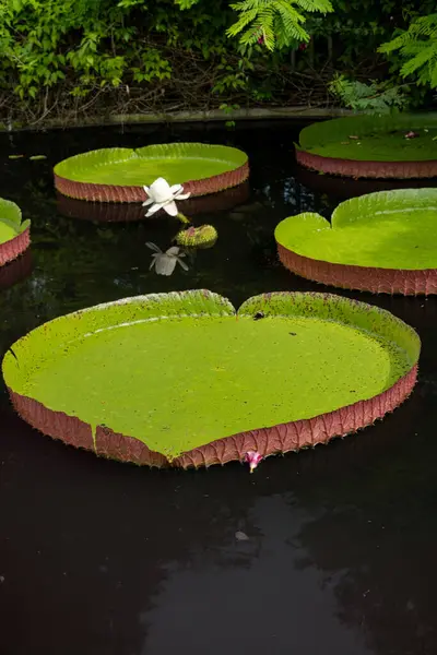 stock image A giant, vibrant green lily pads floating gracefully on the dark surface of a pond, accompanied by delicate pink and white blossoms, creating a serene atmosphere.