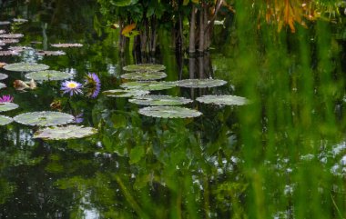Nilüferlerin ve nilüferlerin durgun bir göletin durgun sularına yansıyan sakin manzarası, canlı bir ortamda doğanın sakin güzelliğini yakalıyor..