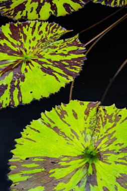 Nilüfer yaprakları, koyu bir arka planda sanatsal desenlerle yeşil ve kahverengi renklerin ayırt edici bir karışımı ile doğanın yeşilliklerindeki çeşitli tasarımları vurguluyor..