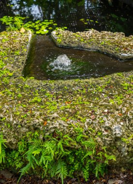 Bereketli eğreltiotları ve yosun kaplı kayalarla çevrili, Napoli Florida 'da bir botanik bahçesinde huzurlu ve sakin bir atmosfer yaratan, küçük bir su özelliği içeren sakin bir bahçe sahnesi.