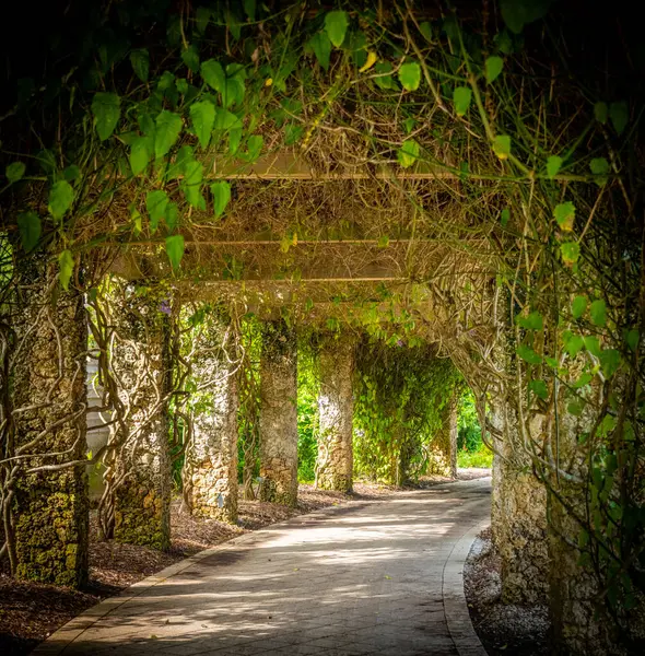 stock image A green lush garden path lined with plants and vines, providing a tranquil and enchanting atmosphere ideal for a peaceful stroll through nature's beauty.