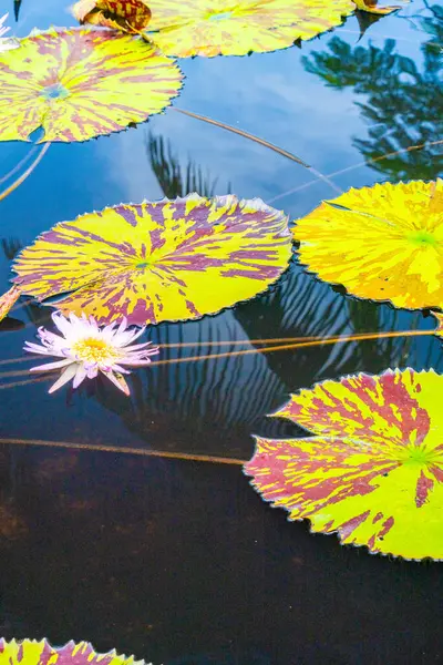 stock image An enchanting visual of vibrant lily pads with green and brown shades paired with a blooming water flower, resting on a dark water surface, representing serenity and natural beauty.