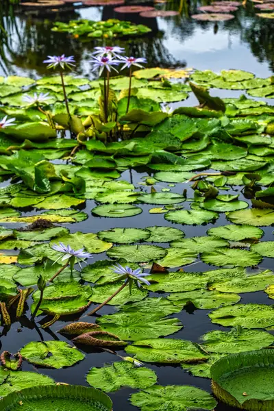 stock image A serene water garden scene featuring blooming water lilies surrounded by various pond plants, creating a lush and vibrant green setting that exudes natural beauty and tranquility.