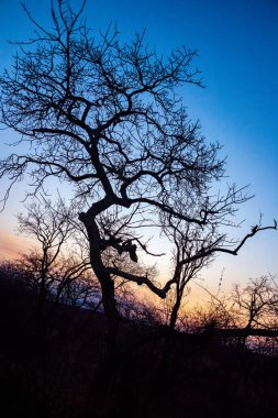 Yapraksız bir ağaç siluetinin çarpıcı bir görüntüsü canlı bir günbatımına karşı, gökyüzünün değişen renklerini yakalıyor. Dallar arka planda karmaşık bir düzen oluşturuyor..