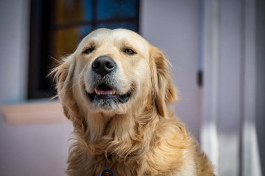 Mutlu bir golden retriever köpeği, bir evin önünde mutlu bir şekilde poz verir. Parlak ve güneşli bir günde sıcaklık ve arkadaşlık yayar. Saf neşe ve sadakat taşır..