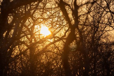 Canlı bir günbatımı, ormanın kıvrımlı ve karmaşık dalları arasında turuncu ve sarı gökyüzü ile doğanın güzelliğini gözler önüne serer..