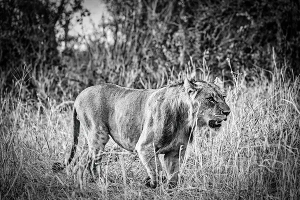 stock image A majestic lion strides through the wilderness, amid tall grass and dense foliage, showcasing the raw beauty and power of wildlife in nature's untouched habitat.