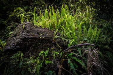 Vibrant ferns and rock in wild jungle clipart