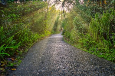 A serene, sunlit forest path surrounded by vibrant green foliage, inviting exploration and a sense of wonder and tranquility. clipart