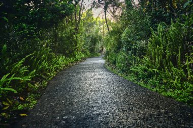 Sessiz, davetkar bir orman yolu. Her iki tarafında da yemyeşil bitkiler ve eğrelti otları var. Gözleri sakin, doğal bir koridora götürüyor..