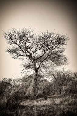 Sessiz gökyüzüne bakan çıplak bir ağacın çarpıcı görüntüsü geçen mevsimler boyunca doğanın katıksız güzelliğini ve esnekliğini vurgular..