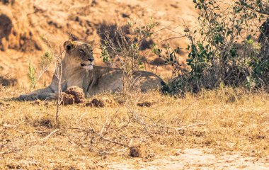Yalnız bir dişi aslan, sakin bir şekilde güneşli bir bozkırda uzanıyor. Etrafı kuru otlar ve çalılarla çevrili. Doğadaki güç ve dinginliği somutlaştırıyor..